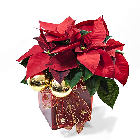 Produto: Princesa do Natal